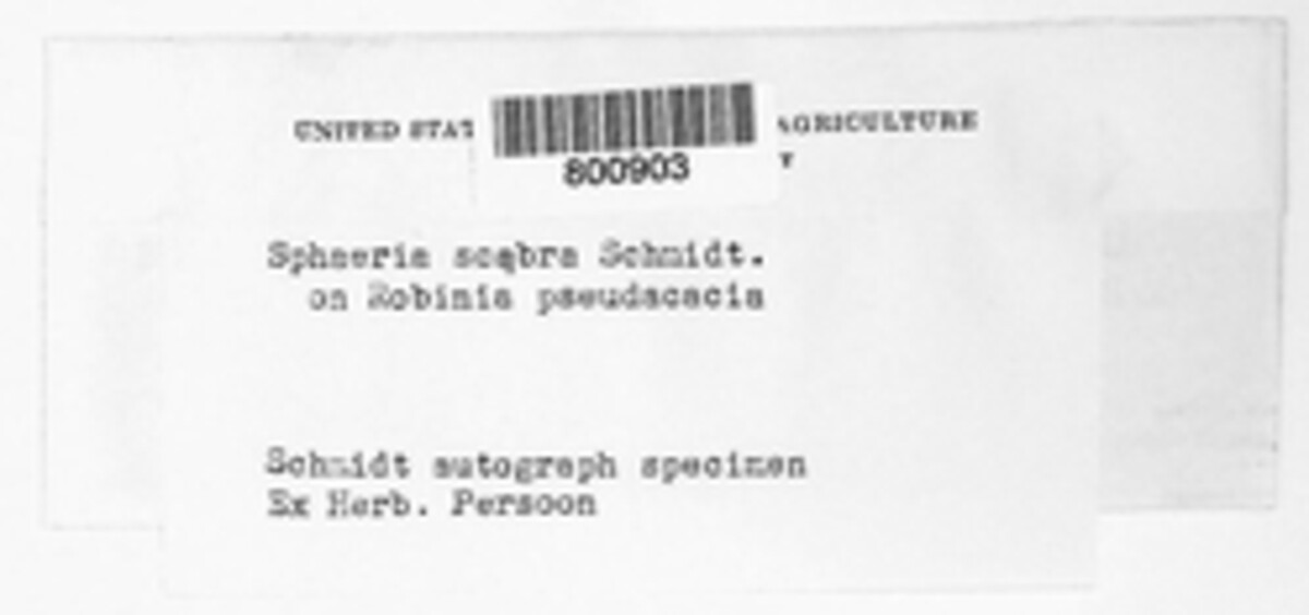 Herpotrichia pinetorum image
